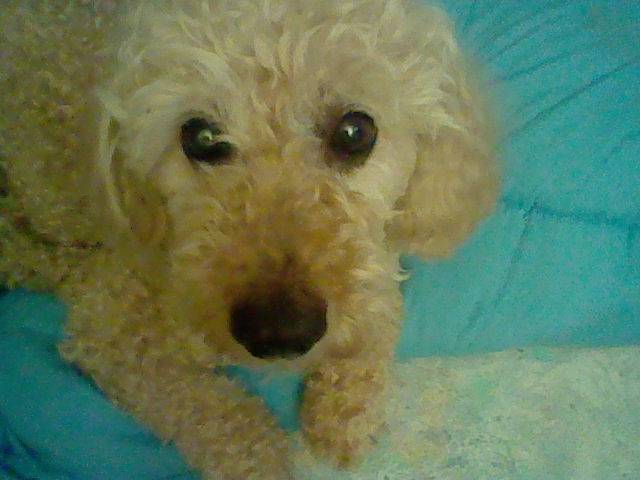 Rouky - Caniche Mâle (8 ans)