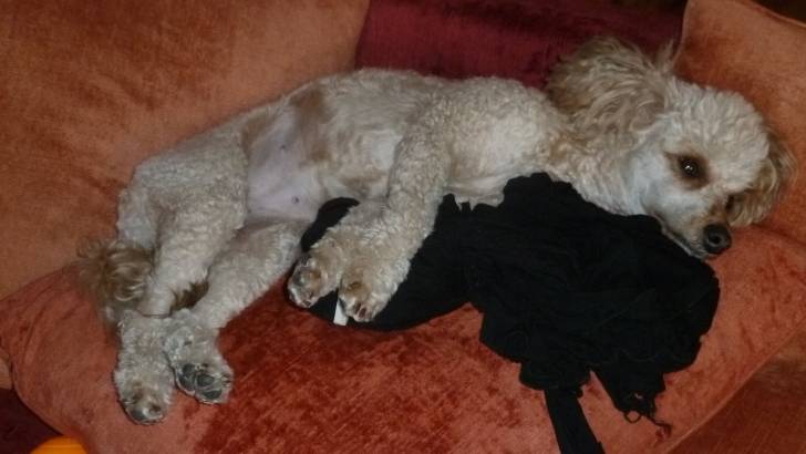 datcha - Caniche (4 ans)