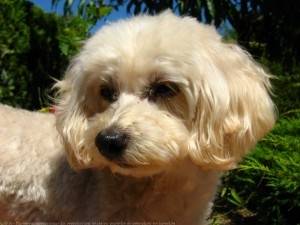 Sucette - Caniche