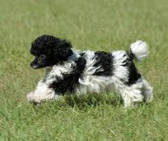Patches - Caniche (1 an)