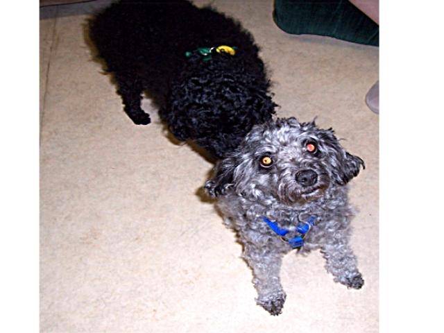 Justin and Evan - Caniche