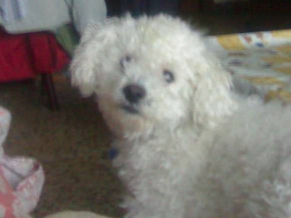 Jacok - Caniche Mâle (11 ans)