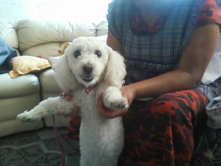 chiquita - Caniche (2 ans)