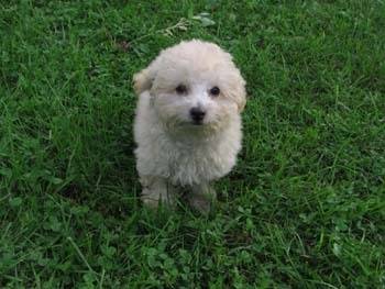 lucky - Caniche Mâle (1 an)