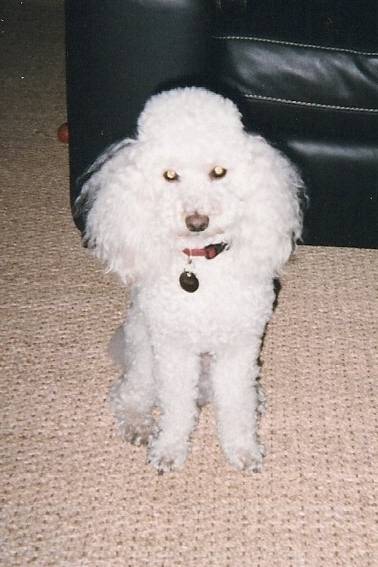 vicky - Caniche Mâle (5 ans)