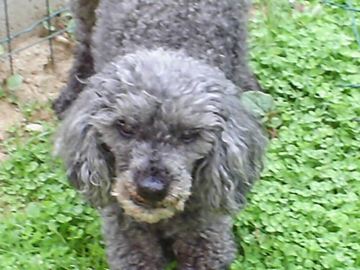 Réglisse - Caniche Mâle (13 ans)