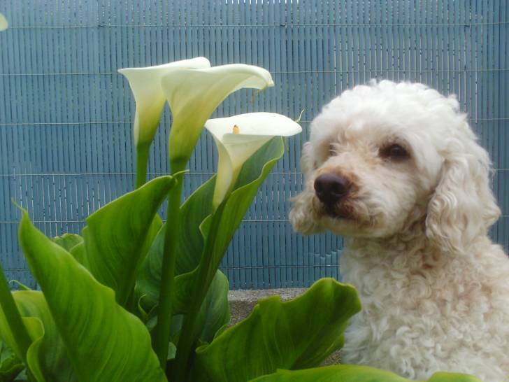 Kikow - Caniche Mâle (10 ans)