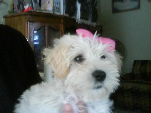 Camila - Caniche (3 mois)