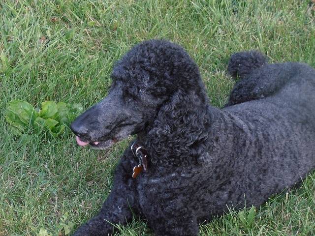 Chloe - Caniche (12 ans)