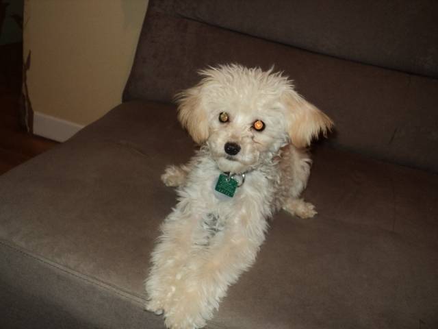 Rusty - Caniche Mâle (11 mois)
