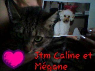 Caline & mégane (dcd) - Caniche (2 ans)