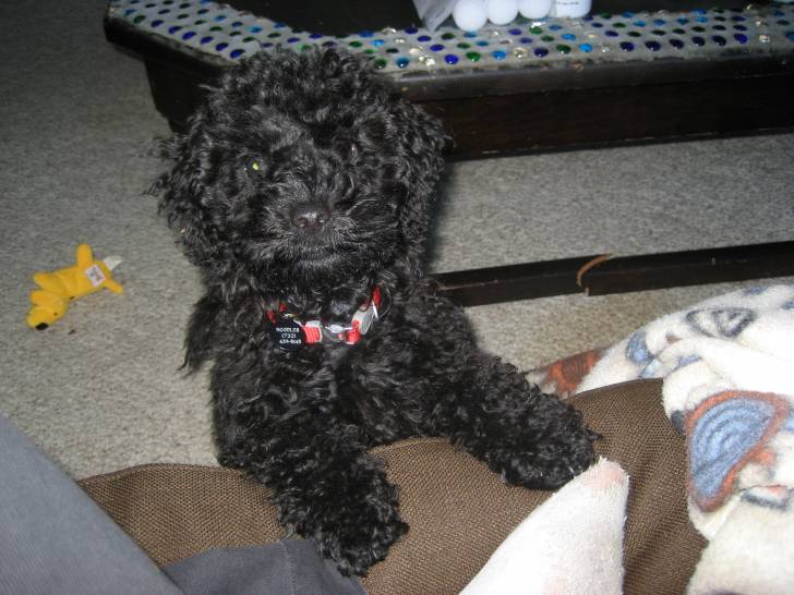 noodles - Caniche (1 an)