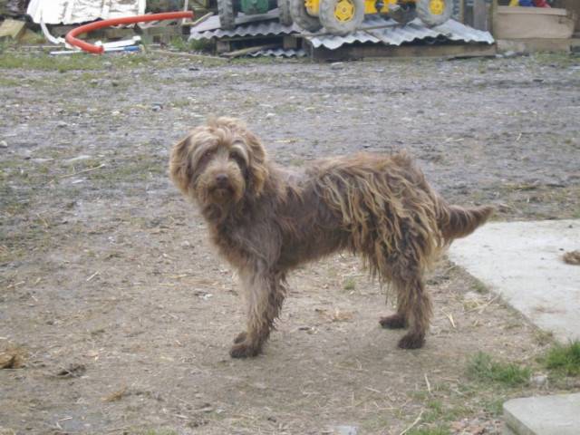 Coca - Caniche Mâle (7 ans)
