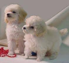 Dora y Nina - Caniche (3 mois)