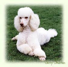 princess - Caniche (1 an)