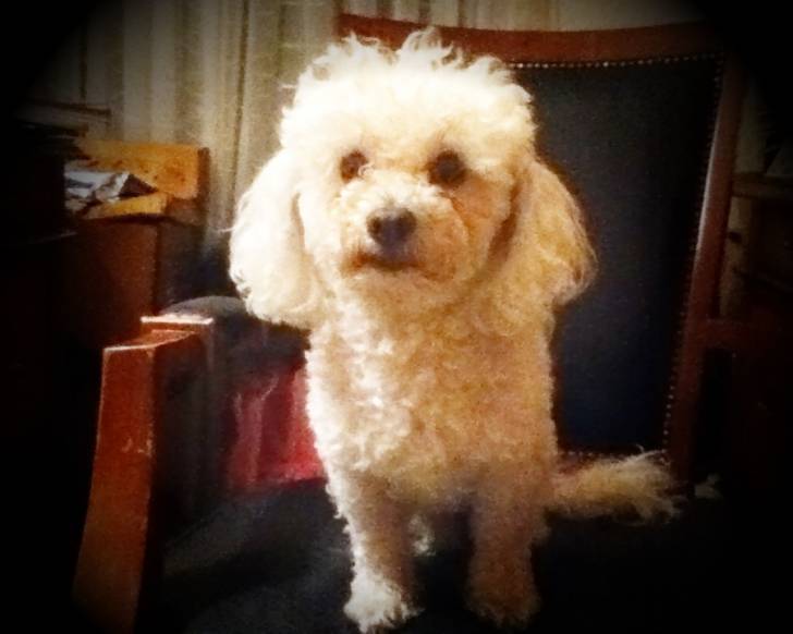 max - Caniche Mâle (6 ans)
