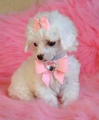 destiney - Caniche (6 mois)