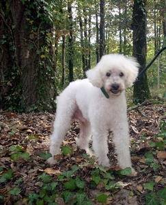 benji - Caniche Mâle (3 ans)
