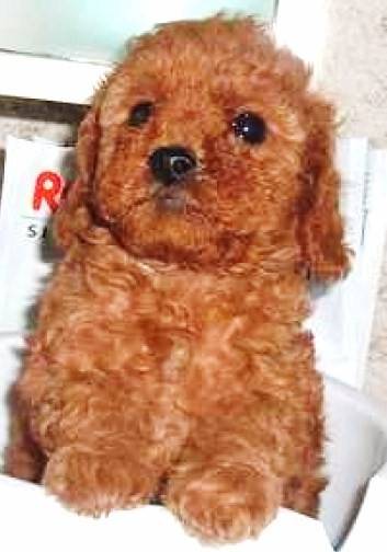 Chataigne - Caniche (4 mois)