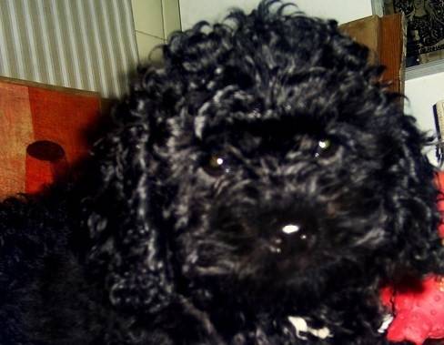Eclipse - Caniche Mâle (9 mois)