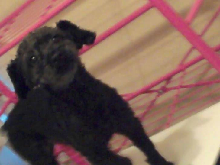 Bacardi - Caniche Mâle (5 ans)