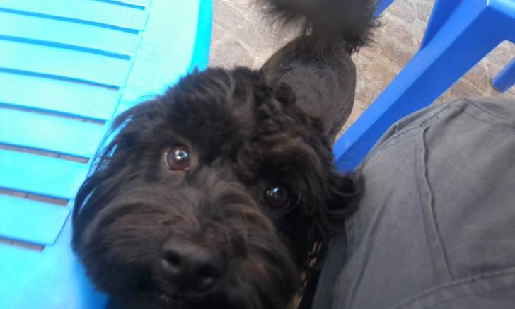 chabichou - Caniche Mâle (2 ans)