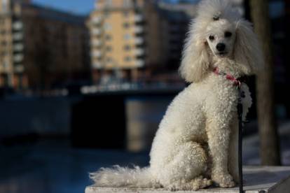 Un Caniche assis sur un mur en ville