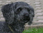 Roxane - Caniche Femelle (8 ans)