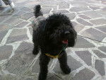 BLACK - Caniche Mâle (2 ans)