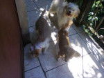 Pinky,Moly y Mindy - Caniche Femelle (3 ans)