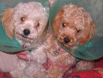 CANICHE ~~~ HELOISE ET CLEMENTINE - Caniche