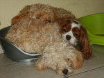 CANICHE ~~ CAVALIER KING CHARLES - Caniche
