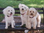 canicheXyork Velcro + BichonX Volfy +bichon Cléa - Caniche