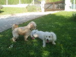 canicheXyork Velcro + Bichon Daysi - Caniche