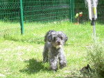 Bichon croisé caniche - Caniche