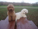Gringo caniche nain et Volfy bichon croisé - Caniche