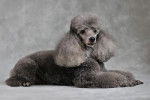 Kevin, Caniche gris - Caniche