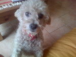 Gina^^ - Caniche Femelle (7 ans)
