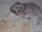 minnie - Caniche Femelle (3 mois)