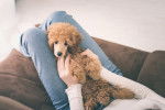 Un Caniche allongé sur les jambes de son propriétaire