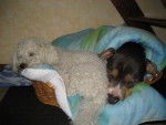 Arco et Benjy en mode endormi - Caniche Mâle (7 ans)