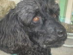 Spote - Caniche Femelle (8 ans)