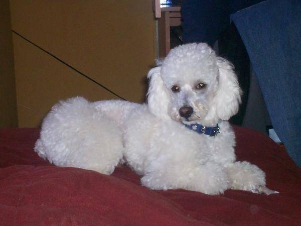 PeluzZiitha!! *-* - Caniche Femelle (12 ans)