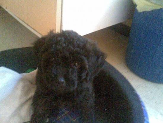 Fux - Caniche Femelle (1 an)