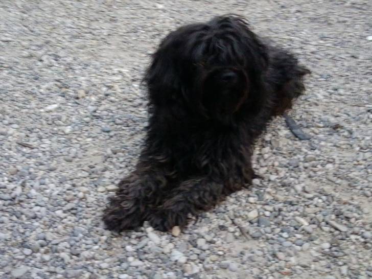 Enzo - Caniche Mâle (7 ans)