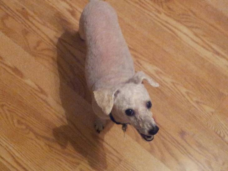 Bugs - Caniche Mâle (10 ans)