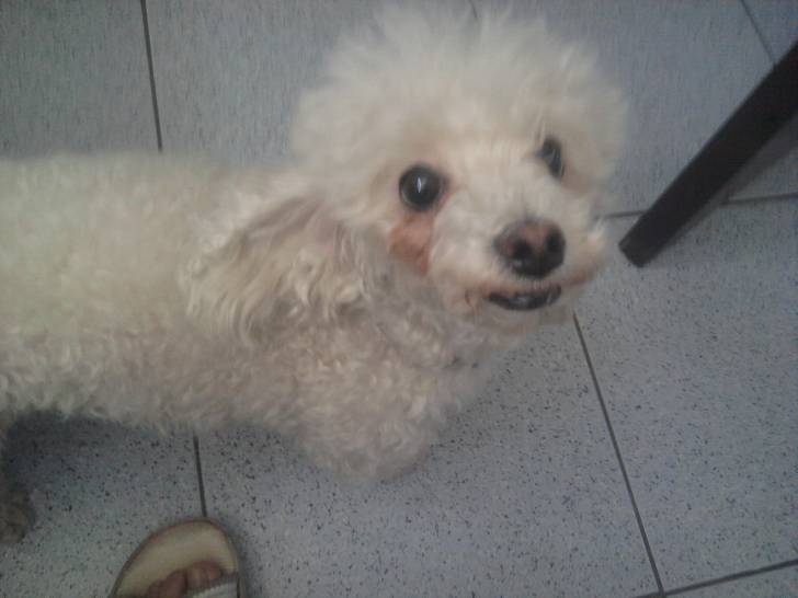 Blanquita - Caniche Femelle (5 ans)