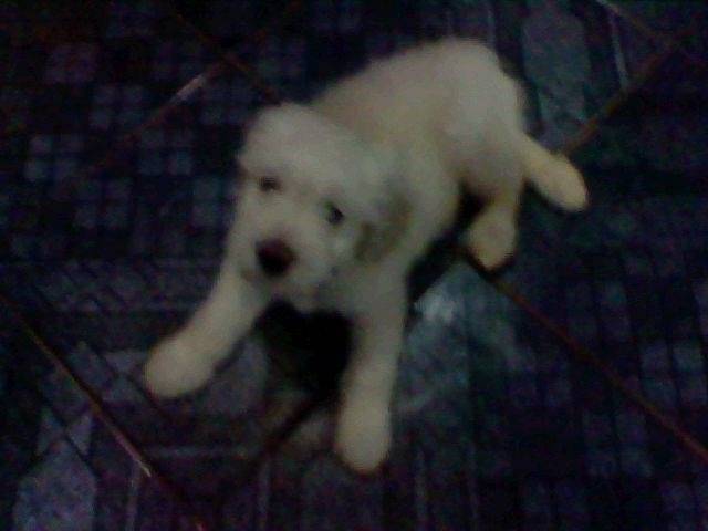 Nevado - Caniche Mâle (1 mois)