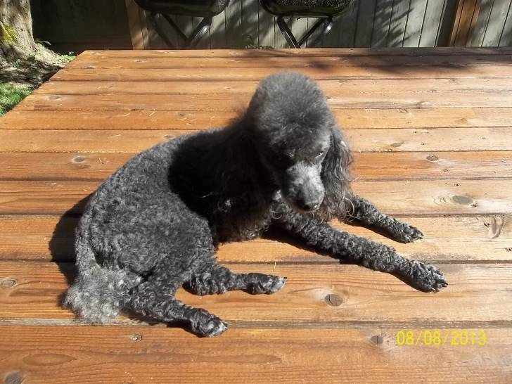 Missy - Caniche Femelle (6 ans)