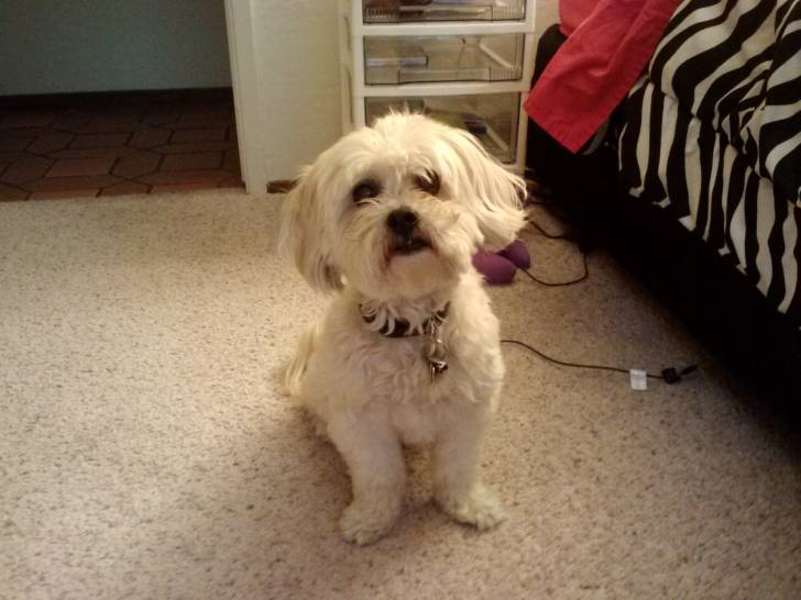 Sami - Caniche Femelle (13 ans)